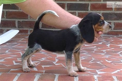 Rottweiler Puppies · <b>Fayetteville</b> · 1/26 pic. . Fayetteville nc pets craigslist